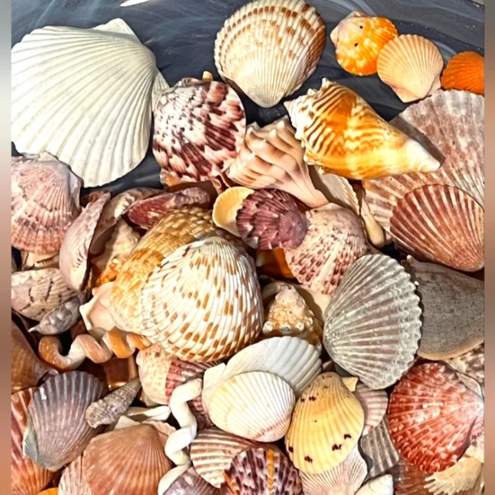 Sanibel, Captiva, & 10,000 Island Seashells From SW Florida 1 Pound Asso…